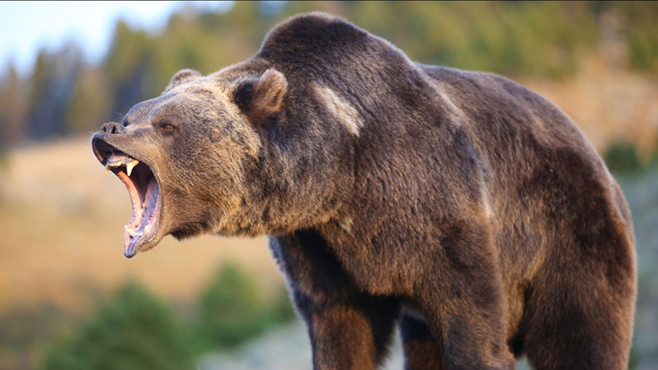 Bear7 grizzly bear950